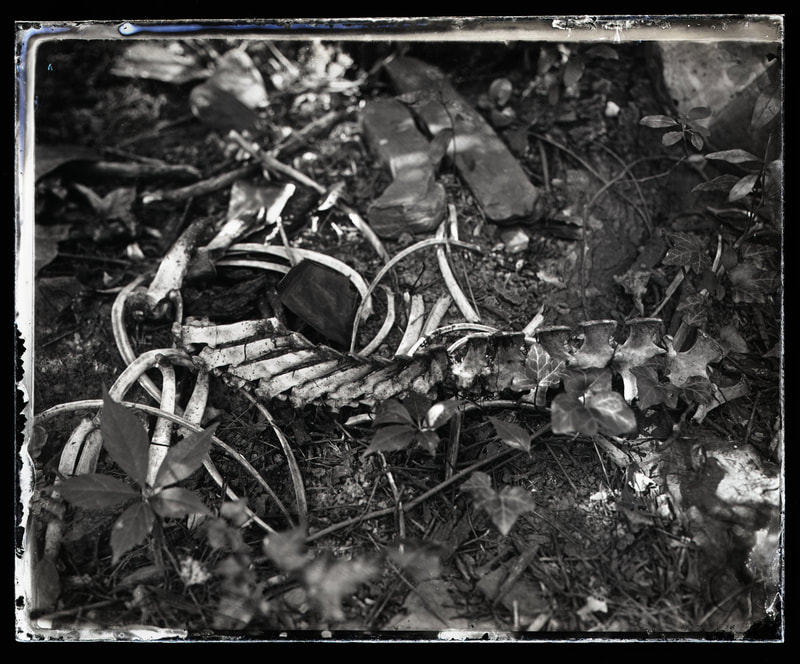 Black and White photograph of bones and vines. 